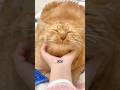 orange cat😍😍 #animals #animal #cute #foryou #fypシ #trending #viral #tiger #cats