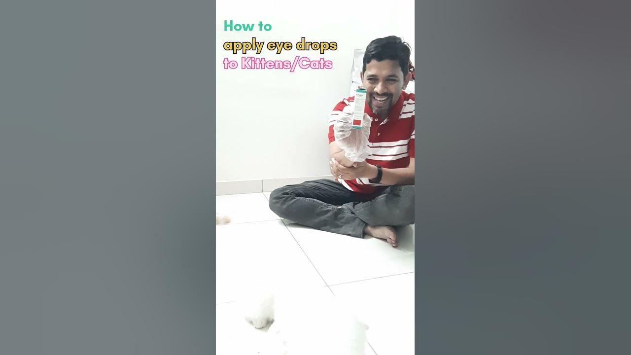 Ciplox Eye / Ear Drops for Cats How to apply eye drops to Kittens