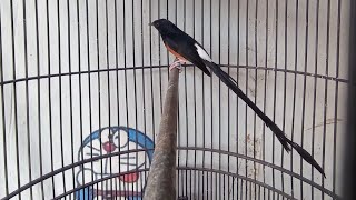 Previously 25 million, now under 7 million! NEW LONG-TAILED MURAI BATU CARE