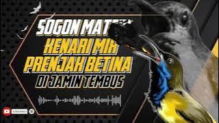 MASTERAN SOGON‼️ MATERI KENRI MIX PRENJAK BETINA. #sogon #sogongacor #sogokontong