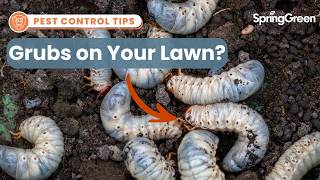How to Get Rid of Grubs in Your Lawn | Expert Insect Control