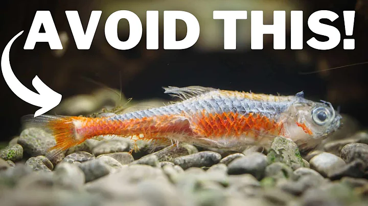 5 Reasons Fish DIE in Your Aquarium