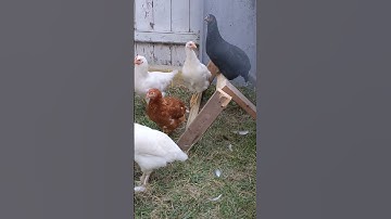 DIY CHICKEN PERCH 🐔