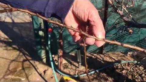 Ken Wells Apricot Tree Pruning - fruiting and wood buds