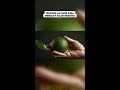 ¡Los frijoles son el superalimento que tu energía necesita! 💪