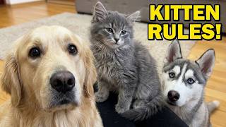 Tiny Kitten Takes Over! Golden Retriever and Husky Reaction