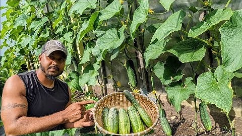 Grow Cucumbers This Way To Save 5X Space ! 20 Plants string Trellis ! #garden #gardening
