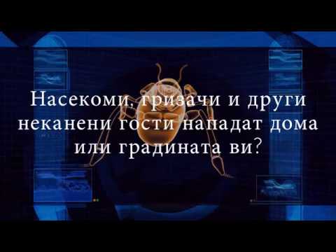ДДД услуги Дино