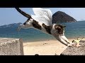 羽の生えた天使のような猫が可愛い!(佐柳島名物「飛び猫」)