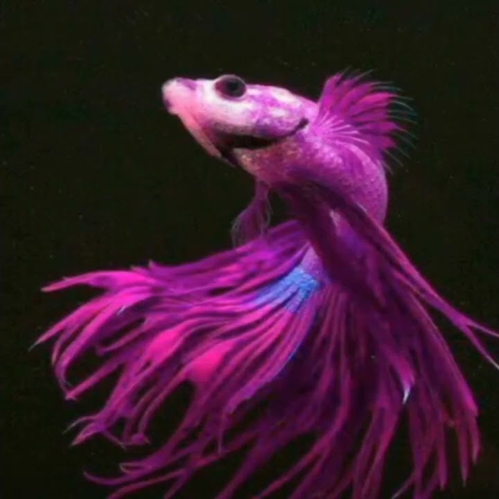DJ ikan cupang