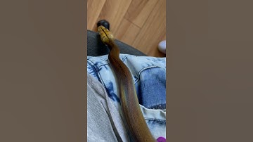 Reticulated Python wanted to take a spin on the guitar😂! #shorts #animals #guitar