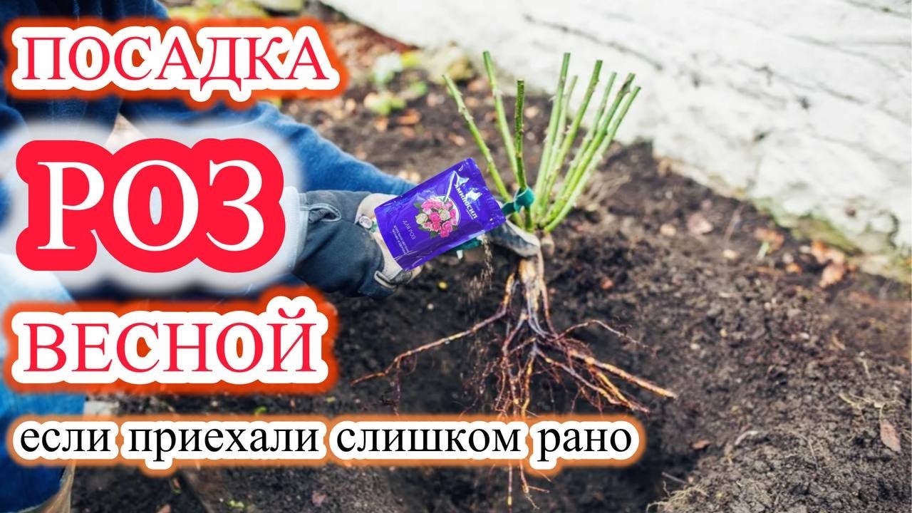 Самая лучшая посадка роз для 100% приживаемости