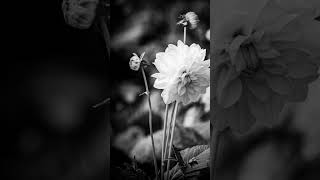 Black Dahlia's Unseen Witness Mystery #280