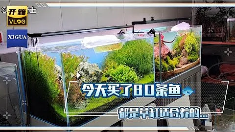 大家知道草缸適合養哪些魚嗎？你最想養的是哪一種？#開箱 - 天天要聞