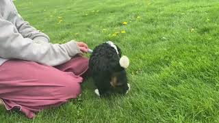 Penny, the Mini Bernedoodle by Happy Tail Pets 51 views 3 weeks ago 1 minute, 9 seconds