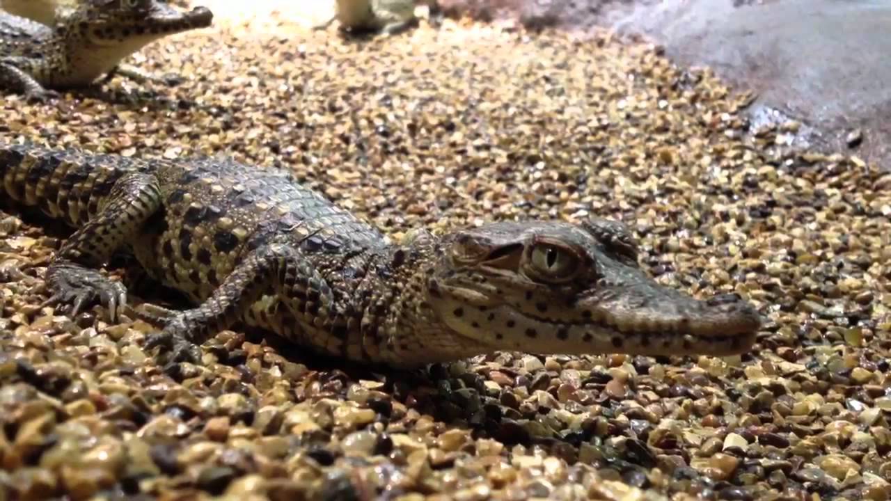 camera iphone 8 plus apk Kubansk krokodilbäbisar på Skansen-Akvariet