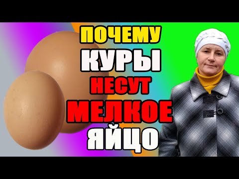 Почему куры несут