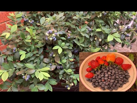 Video: Blueberry Bush Winter Care - Bảo vệ quả việt quất qua mùa đông