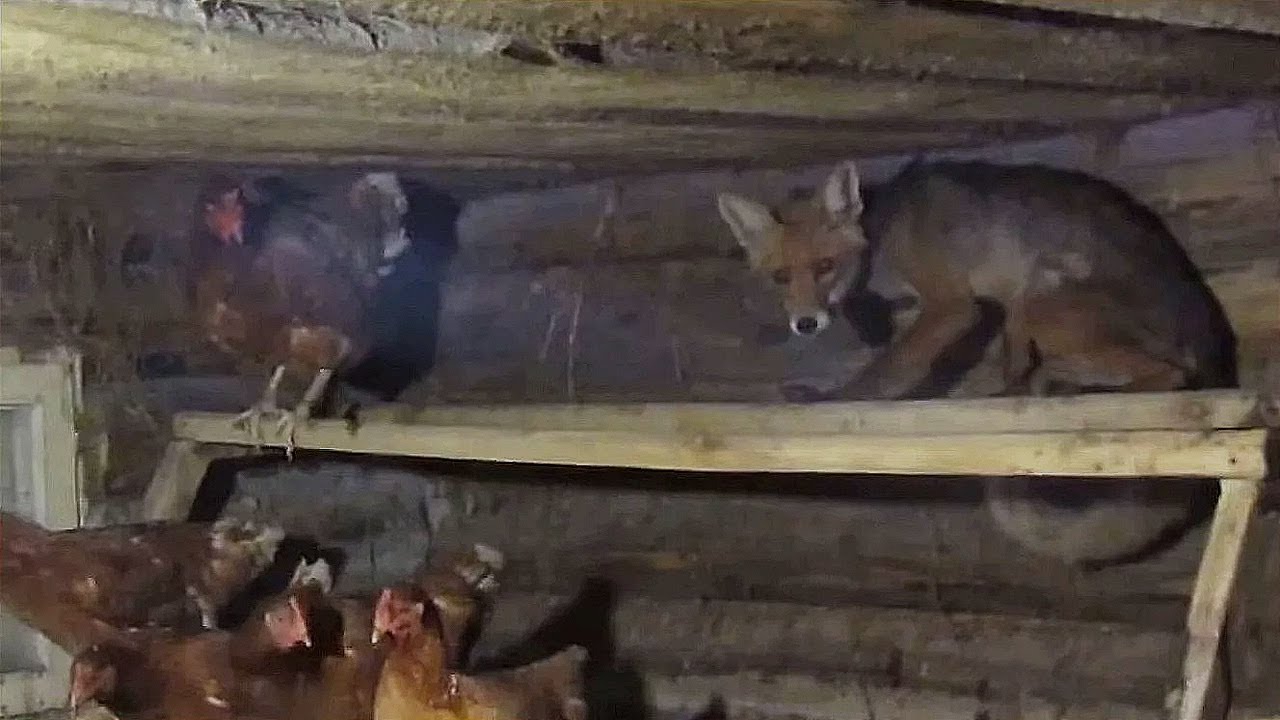 Лиса животное