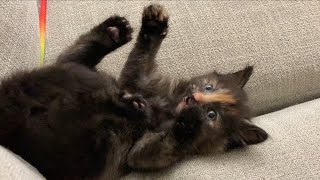 Cute kitten Cleo stick em ups 🥺