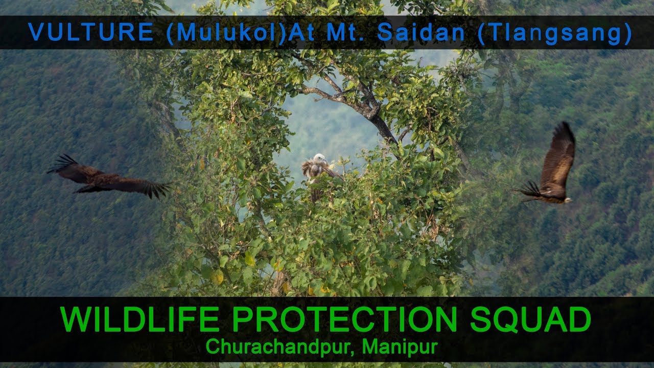 camera iphone 8 plus apk WildLifeProtectionSquad : Vulture at Mt. Saidan (Tlangsang) Churachandpur