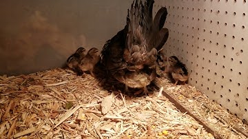 Red Jungle Fowl Chicks Qaib Dib Hatched 2 days old