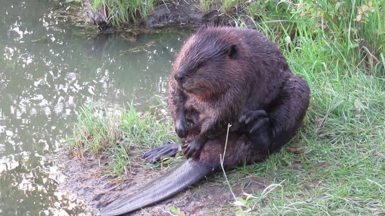 Filling up beautys beaver