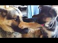 Super FUNNY ANIMAL VIDEOS -  Watch and TRY NOT TO LAUGH