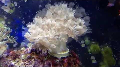 White Pulsing Xenia Growth Time Lapse