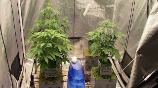 S12:E1 Heavyweight, Dr.Krippling, Dutch Passion, Dinafem cannabis grow