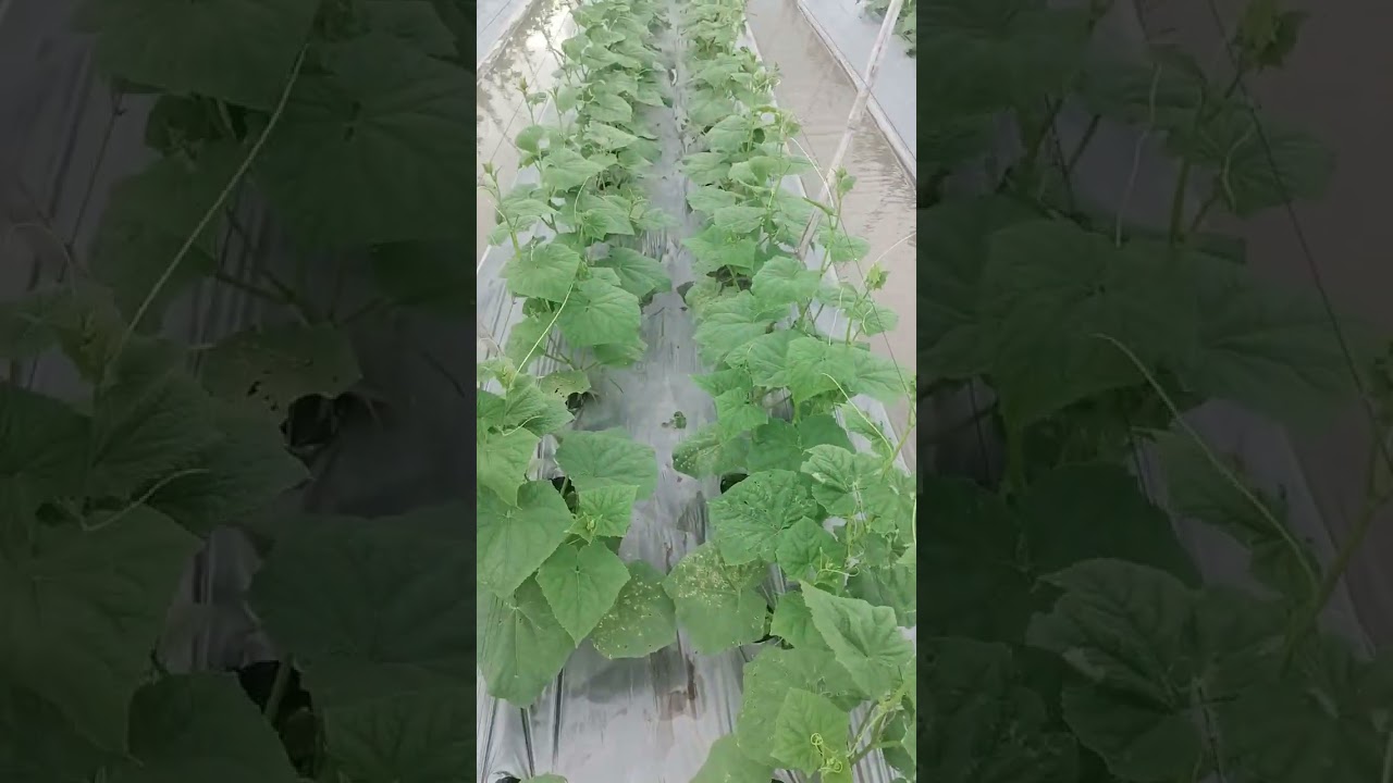 Dưa leo 21 ngày sau 3 lần phun Supper Root (Siêu Kích Rễ)