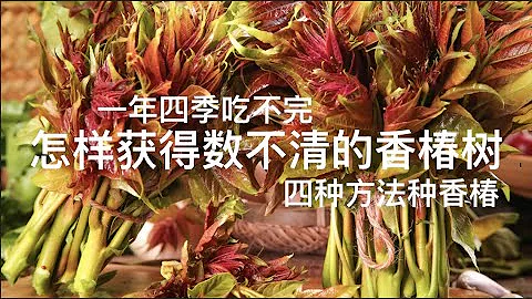 怎样获得数不清的香椿树｜四种方法种香椿｜一年四季吃不完 - 天天要闻