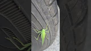 Katydid