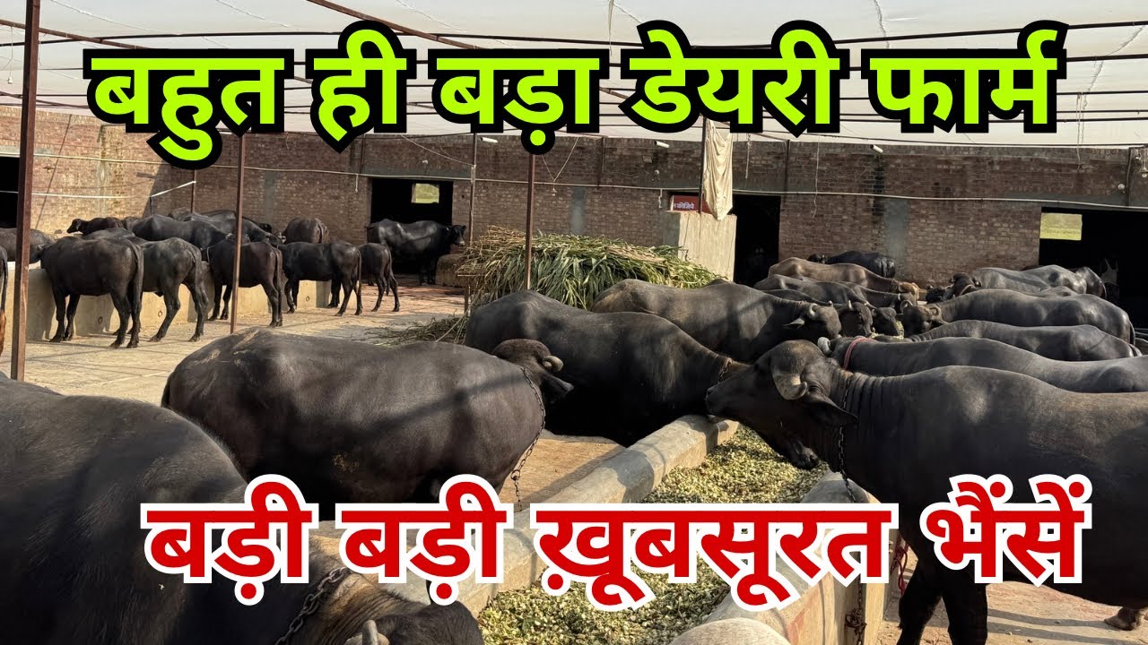 भैंसों का ख़ज़ाना - बहुत बड़े डेयरी फार्म पर बड़ी-बड़ी ख़ूबसूरत भैंसें - Beautiful Murrah Buffaloes