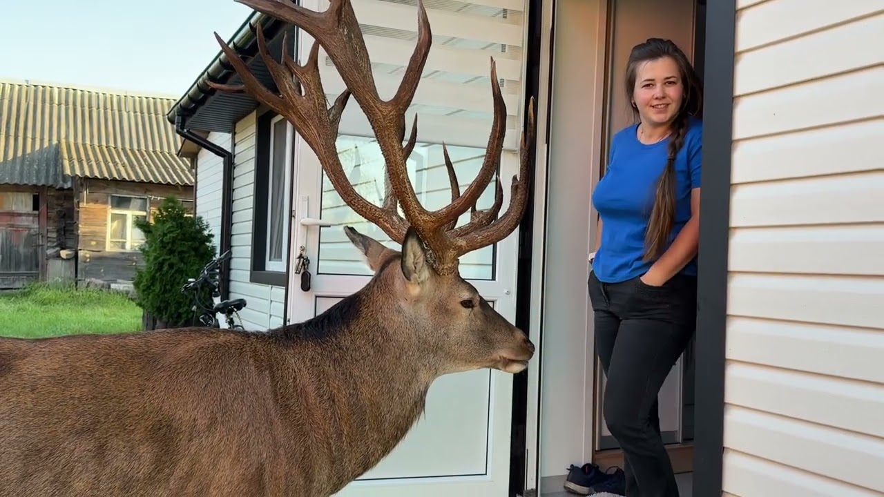 Олень Борис з ранку тут, як тут #irysik3076 #deer #animals #олень#оленьборис #оленьборя #оленьборька