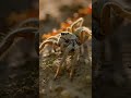 Stress experienced by hairy spiders when entering fire ant territory. #funnymoments #animals #viral