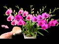 100 times stronger than fertilizer! Use once to make orchids bloom for 1 year