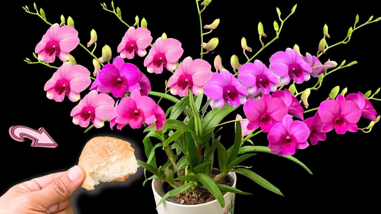 100 times stronger than fertilizer! Use once to make orchids bloom for ...