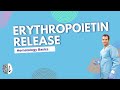 What Is Erythropoietin (EPO)? How Your Body Controls Red Blood Cells | Physiology Explained