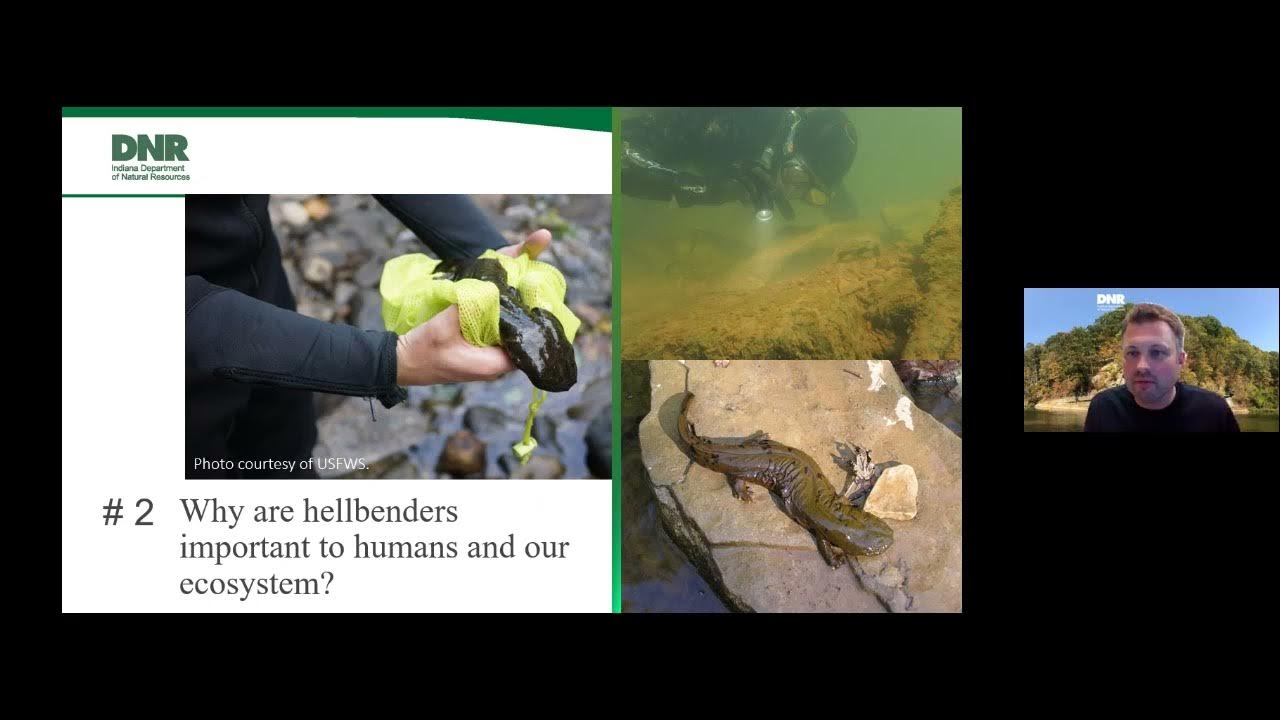 Conservation of the Hellbender: Experts Unite! Webinar Recording 