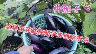 种茄子只要注意这三点用花盆种茄子就会多到吃不完啦