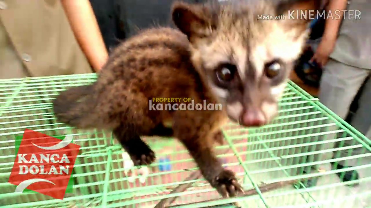 Jual Musang  Pandan Harga  Mulai 250rb YouTube