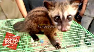 Jual Musang Pandan Harga Mulai 250rb