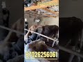 Online Малбазар!!! 4бас бұқалар