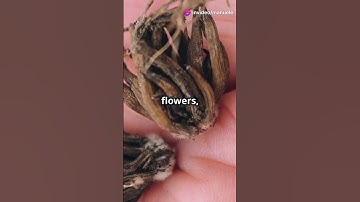 The Ultimate Guide to Saving Seeds from Your Garden for Next Year