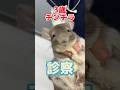 一日中食事を食べない3歳のチンチラが動物病院にやってきた!