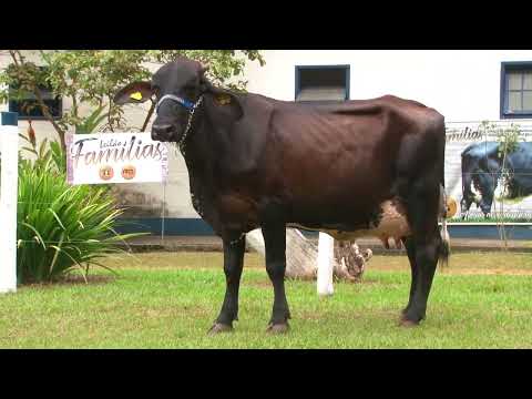 LOTE 19   FAMÍLIAS   4293BL