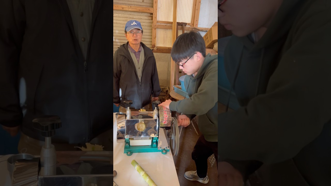 サトウキビを搾る(大分弁) Sugarcane juice #サトウキビ