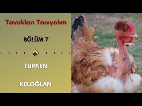 KEL TAVUK | Turken | Tavukları Tanıyalım Bölüm 7 | Turken Tavuk Özellikleri |