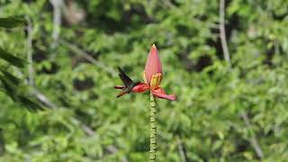 Hummingbird in slow motion. Poetry in flight!